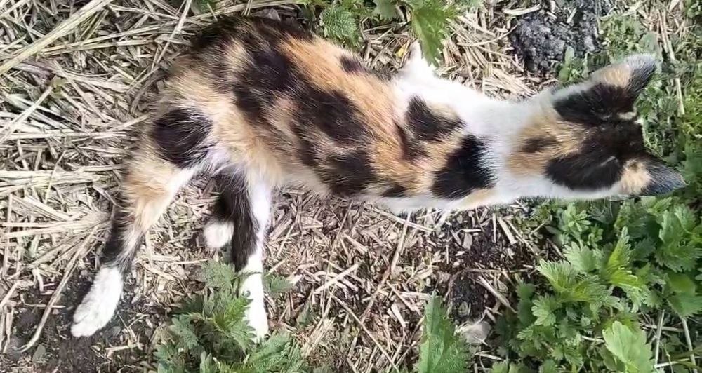 С приходом жары в екатеринбургский зооприют стало попадать больше поломанных кошек